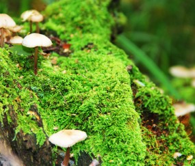 小孩细菌发烧呕吐腹泻怎么办（小孩细菌感染发烧呕吐是什么原因引起的）