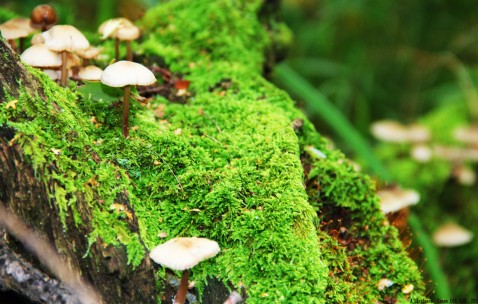 做试管婴儿植入后成功概率有多大