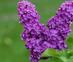 小孩感冒发烧可以放血哪里（宝宝发烧可以放血疗法吗）