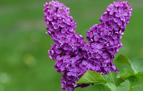 小孩感冒发烧可以放血哪里（宝宝发烧可以放血疗法吗）