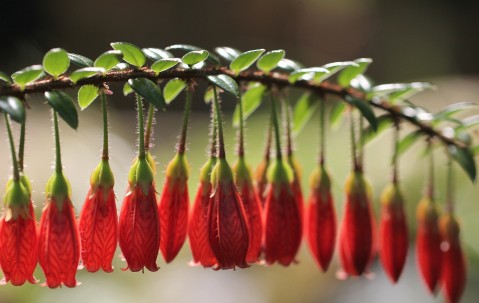 试管移植几个胚胎最好