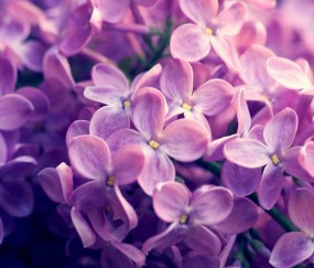 广州哪里做试管婴儿成功率高（广州哪里做试管婴儿便宜）