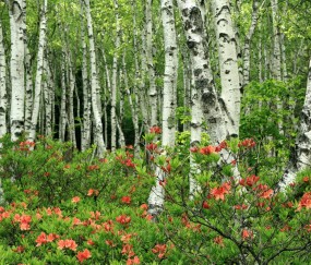 人工授精与试管婴儿成功率（人工授精与试管婴儿哪个好）