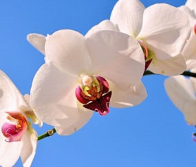 怀孕初期可以吃止咳口服液吗（孕初期咳嗽可以喝止咳糖浆吗）