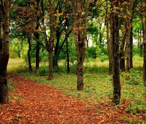 小孩在增高时会发烧吗（小孩长高会发高烧吗）