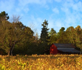 50岁女人做试管婴儿成功率多少（五十岁做试管成功率）