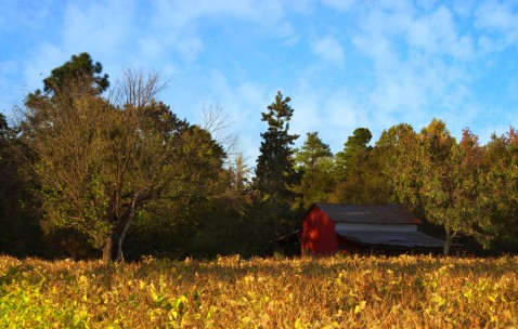 50岁女人做试管婴儿成功率多少（五十岁做试管成功率）