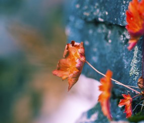 小孩咳嗽呕吐未感冒（小孩咳嗽呕吐未感冒怎么回事）