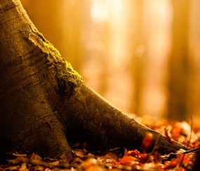 婴儿成长发育健康知识（婴幼儿健康发育）