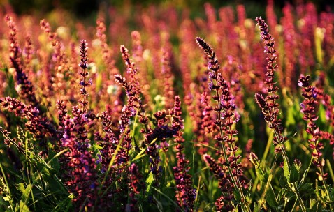 长期口干是得了什么病吗（长期口干舌燥是什么原因）