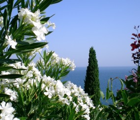 补精生精吃什么药