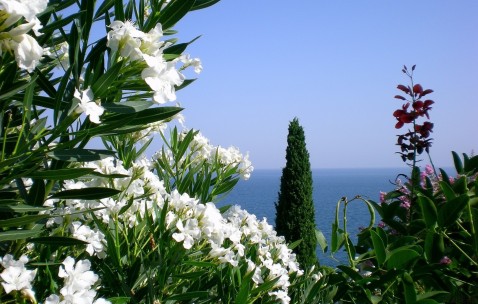 补精生精吃什么药