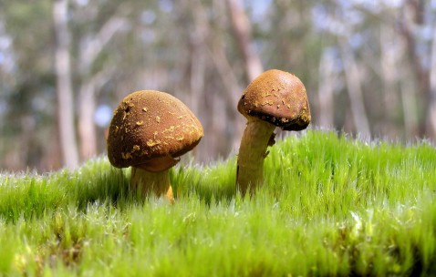 怀孕初期感冒都可以吃什么药（怀孕初期感冒都可以吃什么药好）